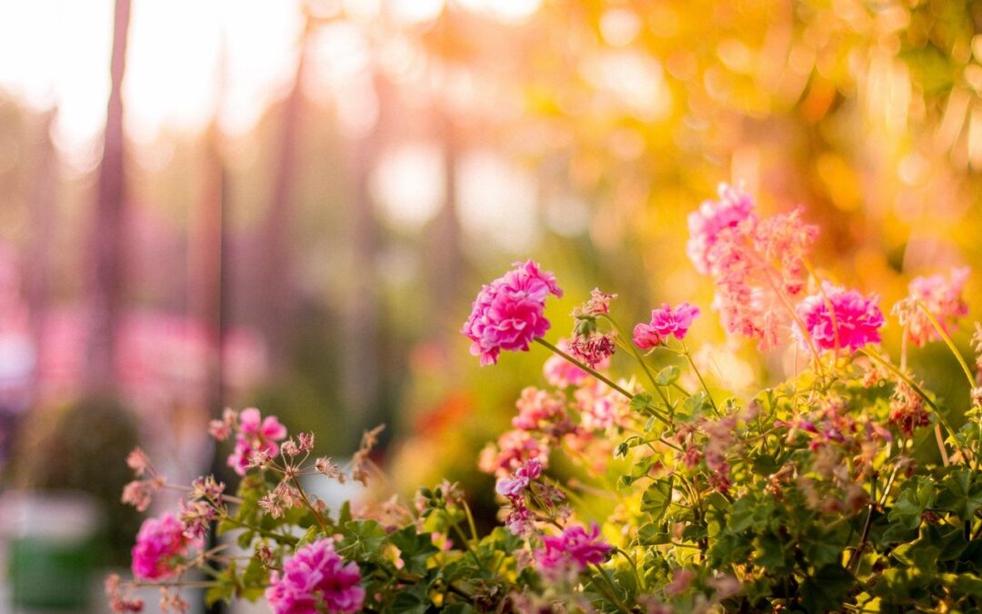 What If We Treated Ourselves More Like Plants?
